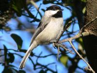 Carolina Chickadee 